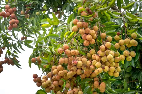 图 1